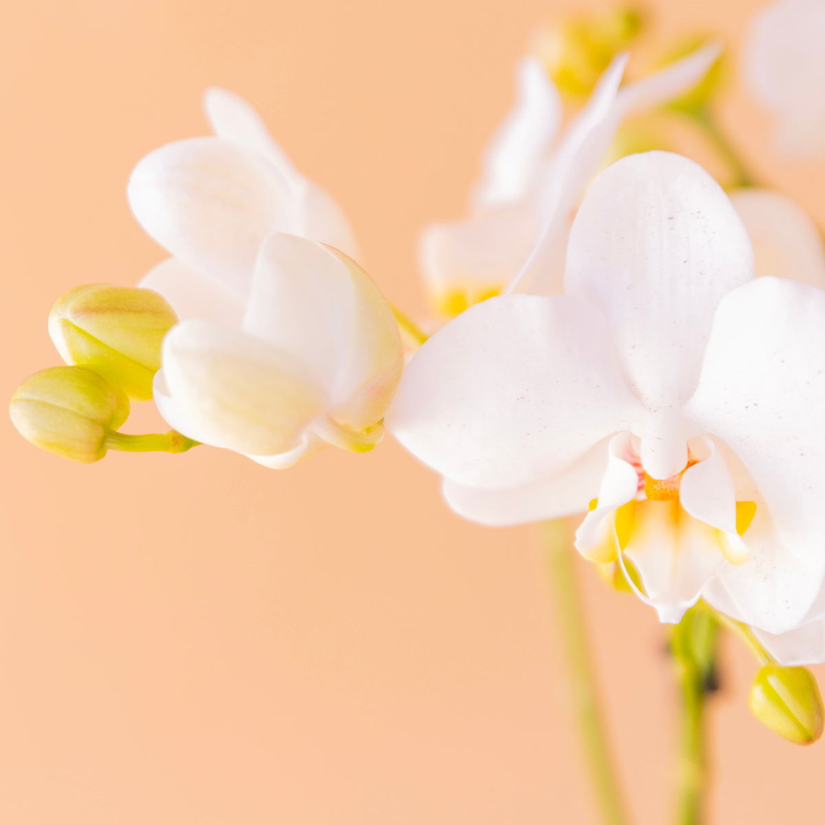 La Orquídea - Orquídea Blanca