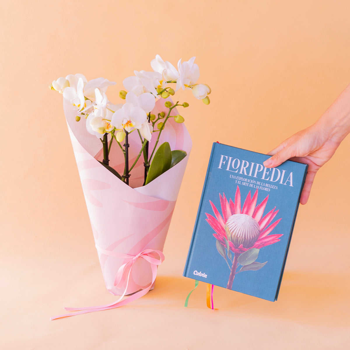 Orquídea Bicolor com Embrulho e Livro Floripedia
