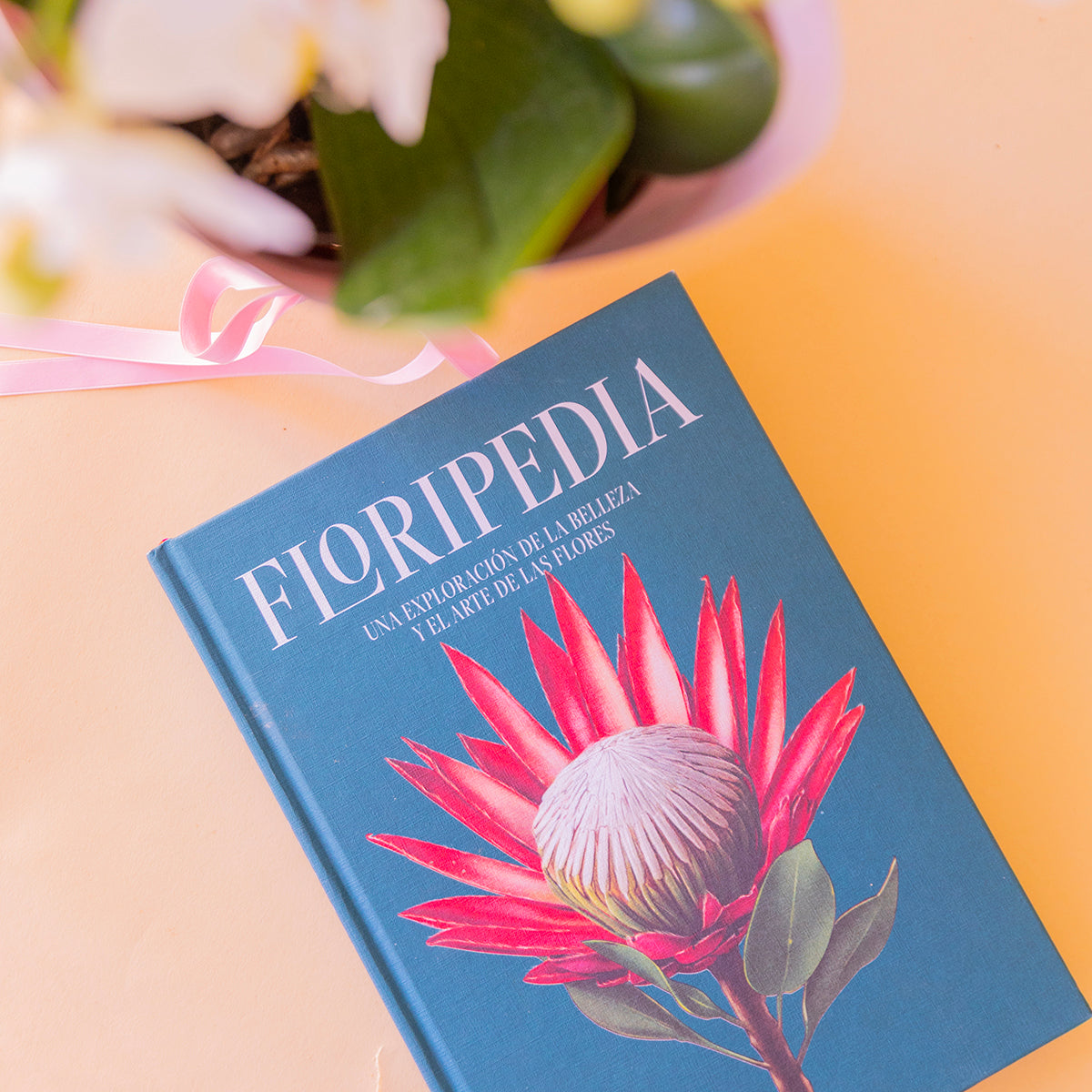 Orquídea Bicolor com Embrulho e Livro Floripedia