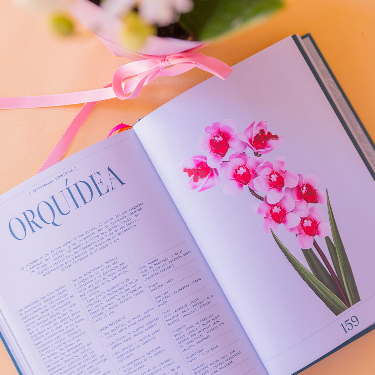 Orquídea Bicolor com Embrulho e Livro Floripedia