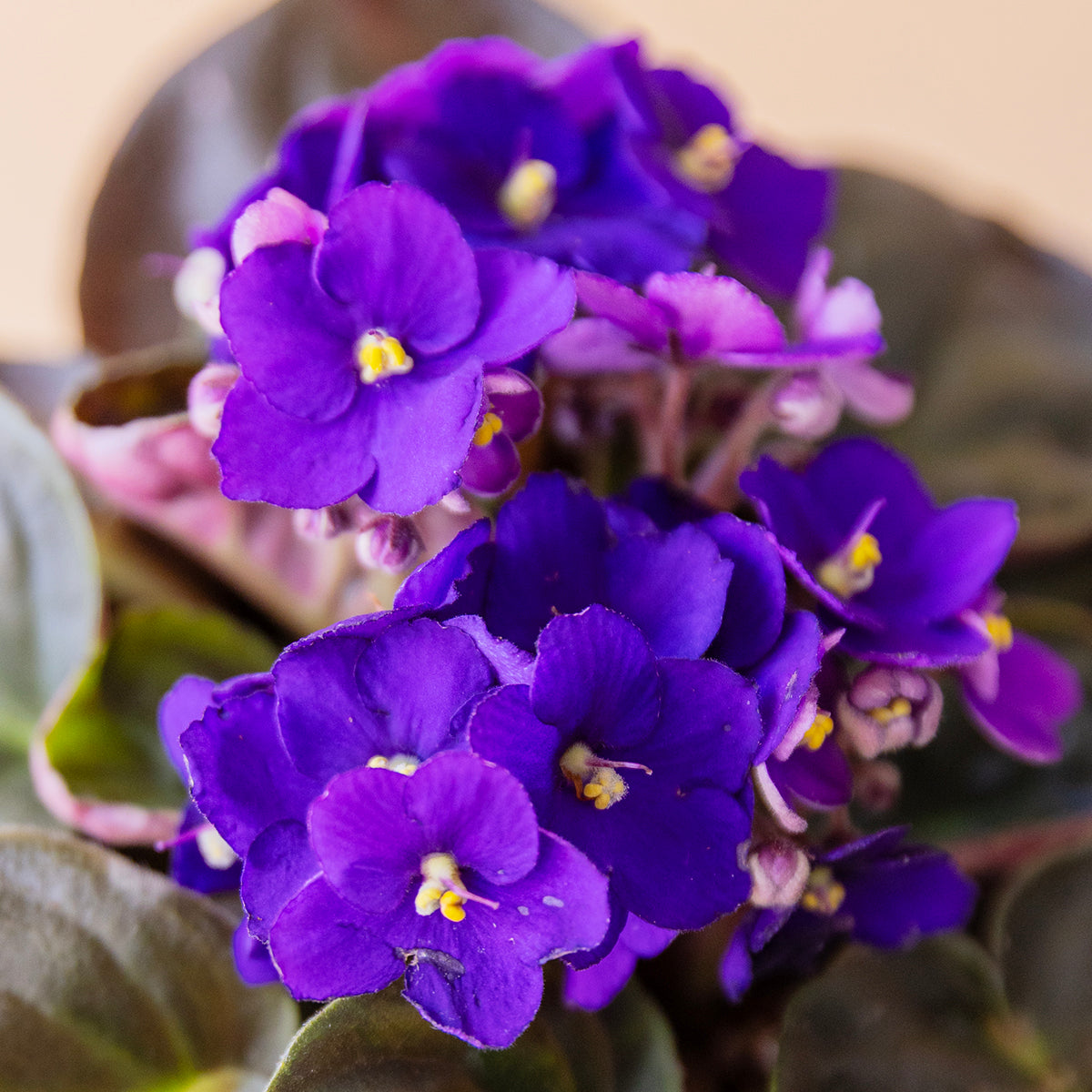Violeta africana con peluche y tarjeta