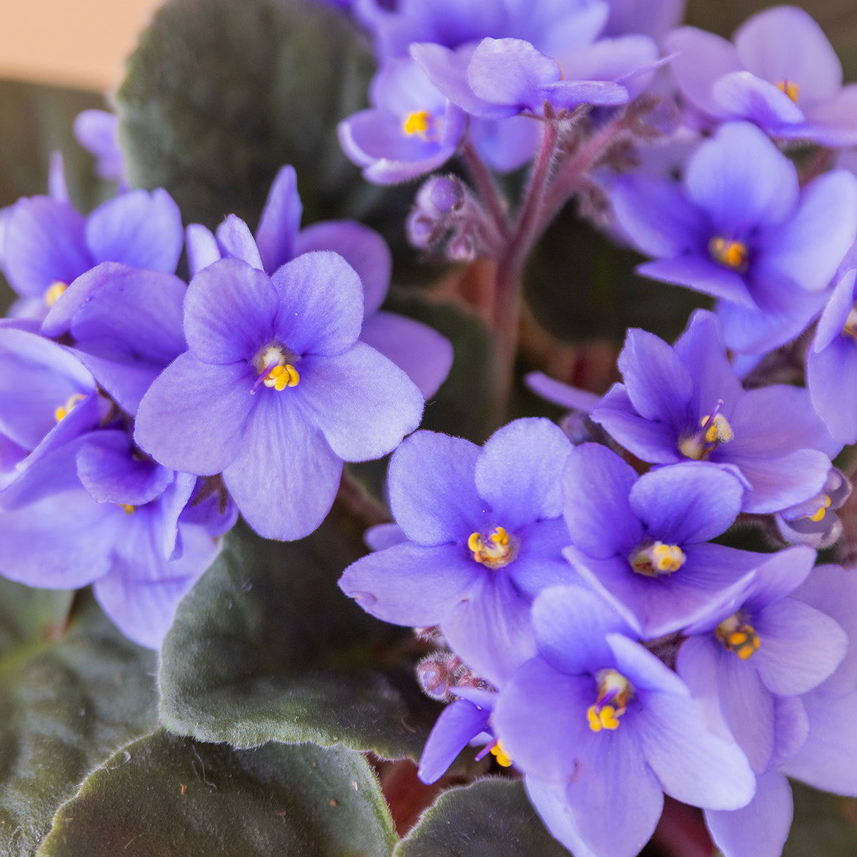 Violeta africana con peluche y tarjeta