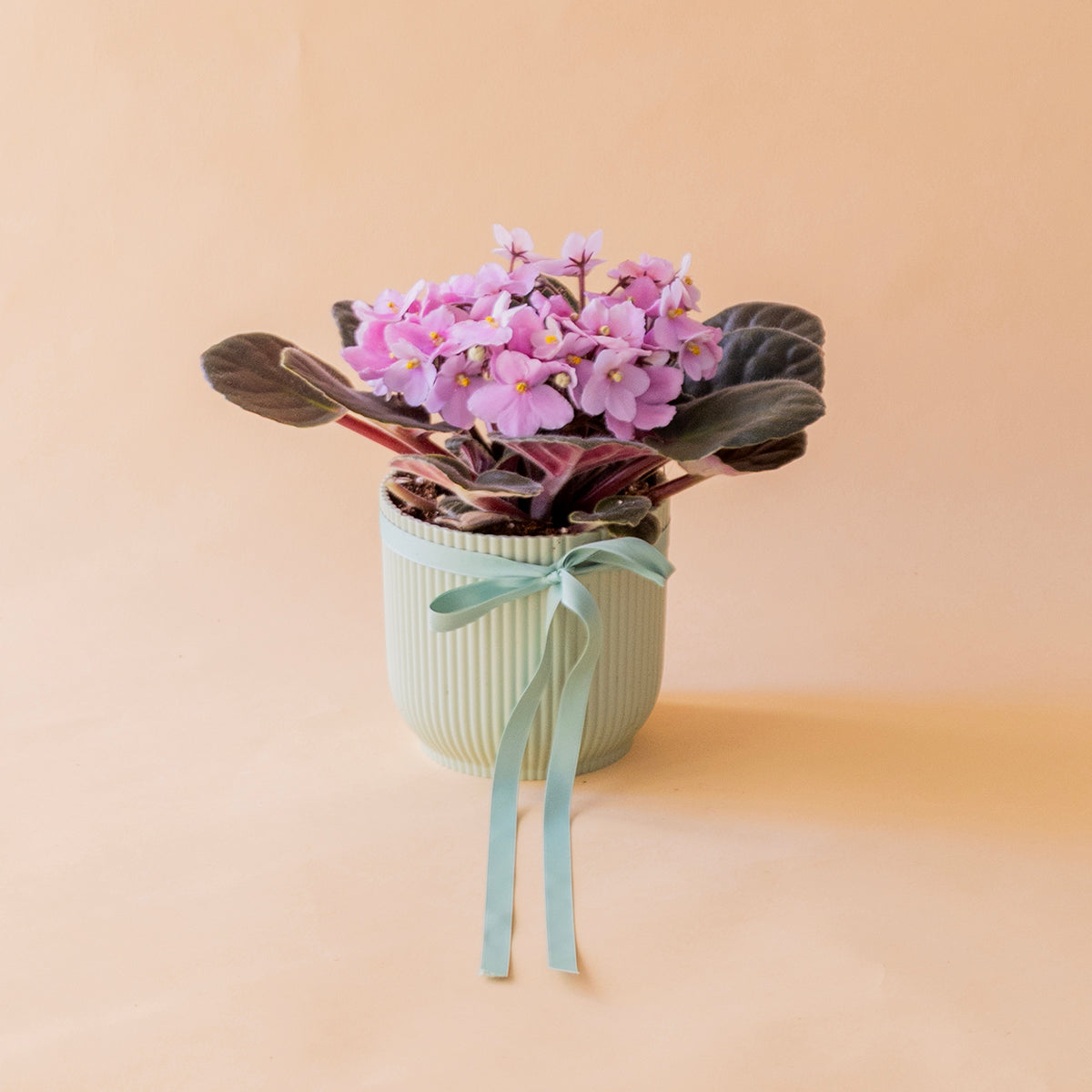 La violeta - Mix violeta africana