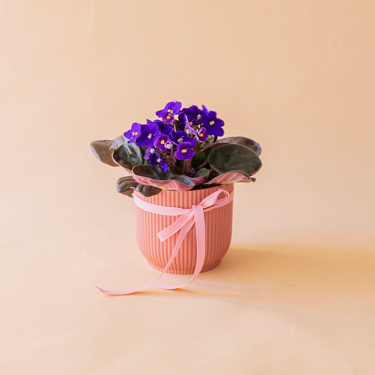 Violeta africana con velas y tarjeta