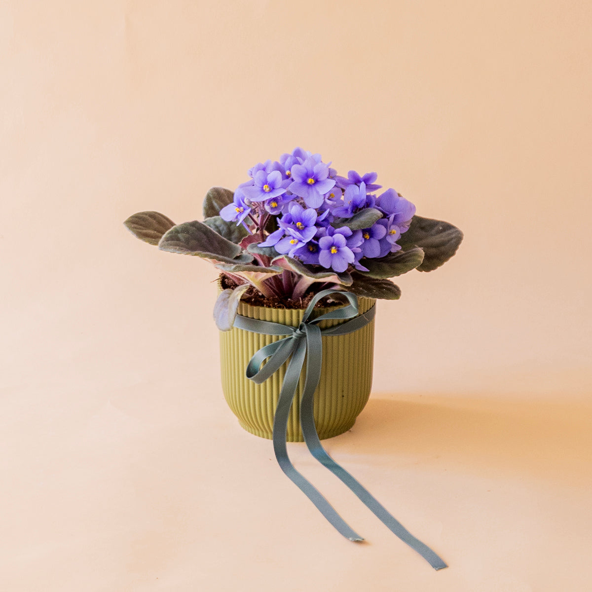 La violeta - Mix violeta africana
