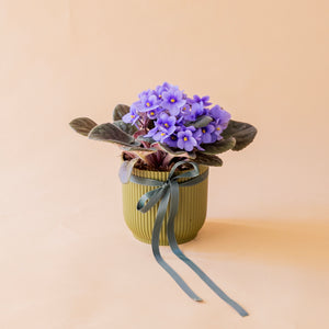 La violeta - Mix violeta africana