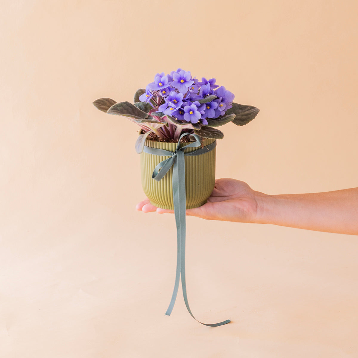 La violeta - Mix violeta africana