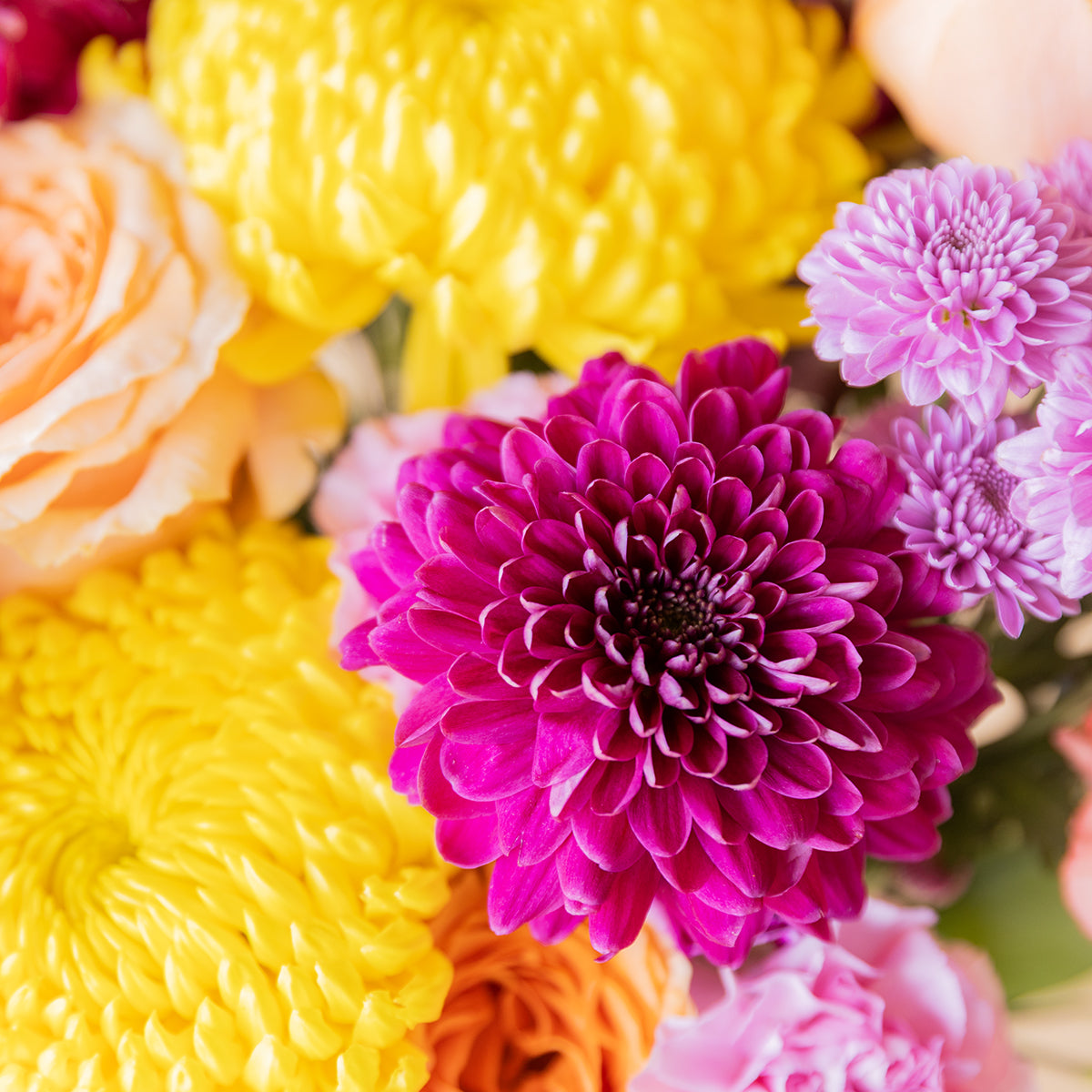 Detalle de dalia fucsia, crisantemos amarillos y rosa melocotón del ramo de flores El Colorido de Colvin