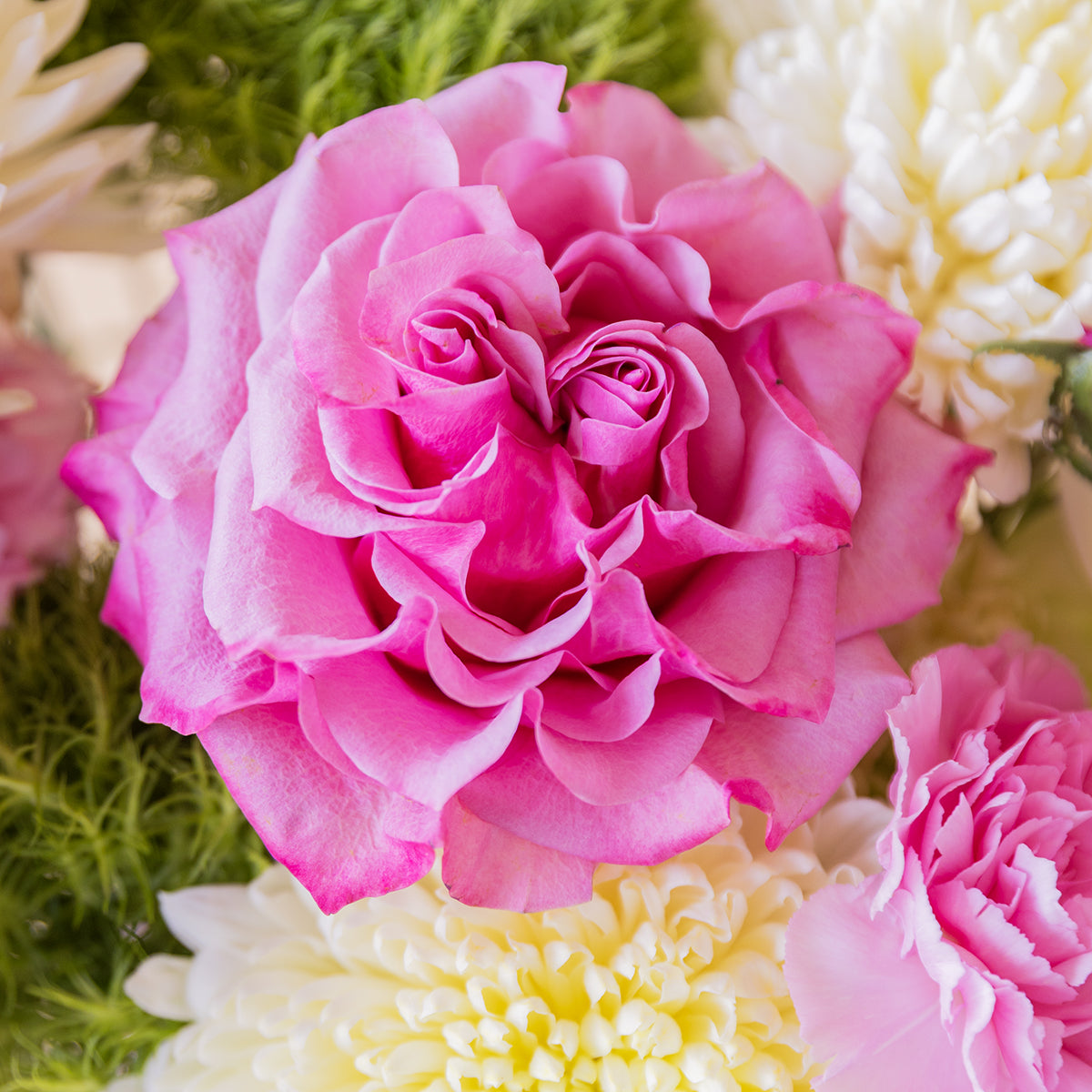 Primer plano de rosa fucsia de jardín del ramo Colvin con crisantemo blanco y clavel rosa de fondo