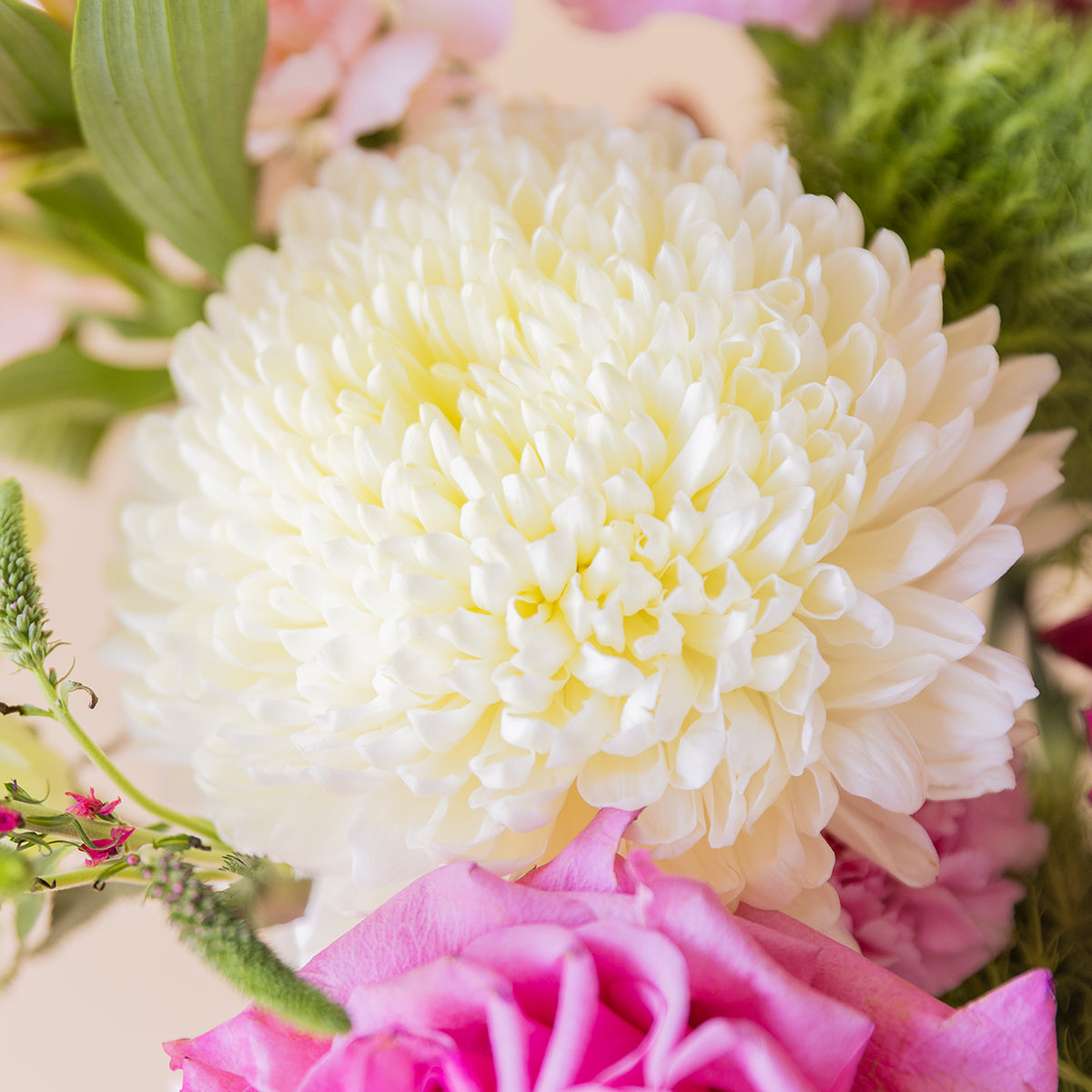 Primer plano de crisantemo blanco del ramo Colvin con rosa fucsia, veronica lila y dianthus verde de fondo