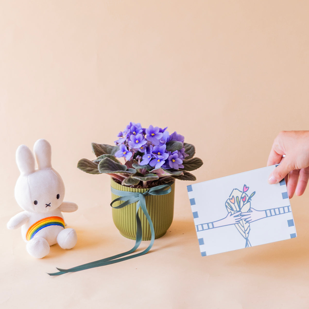 71189181399413 — pack completo con mano sosteniendo la tarjeta: Violeta africana lila en maceta verde con peluche Miffy arcoiris y mano sosteniendo tarjeta más que flores - Colvin

