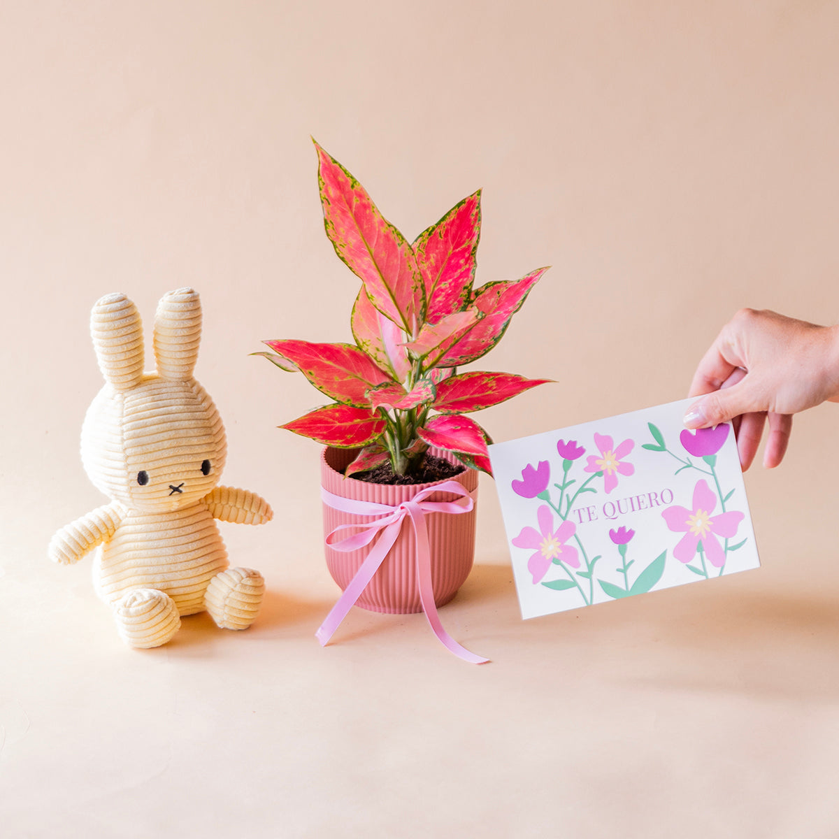 algaonema cherry junto peluche miffy amarillo y tarjeta dedicatoria te quiero todo ello sobre fono color crema
