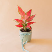 Aglaonema cherry en maceta verde menta estriada con lazo azul celeste, planta de interior regalo a domicilio - Colvin