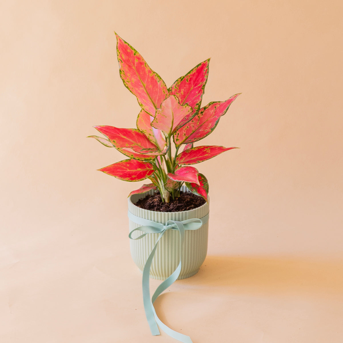 Aglaonema cherry en maceta verde menta estriada con lazo azul celeste, planta de interior regalo a domicilio - Colvin
