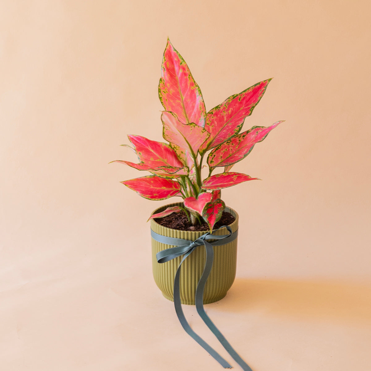 Aglaonema cherry en maceta verde oliva estriada con lazo azul oscuro, planta regalo a domicilio - Colvin