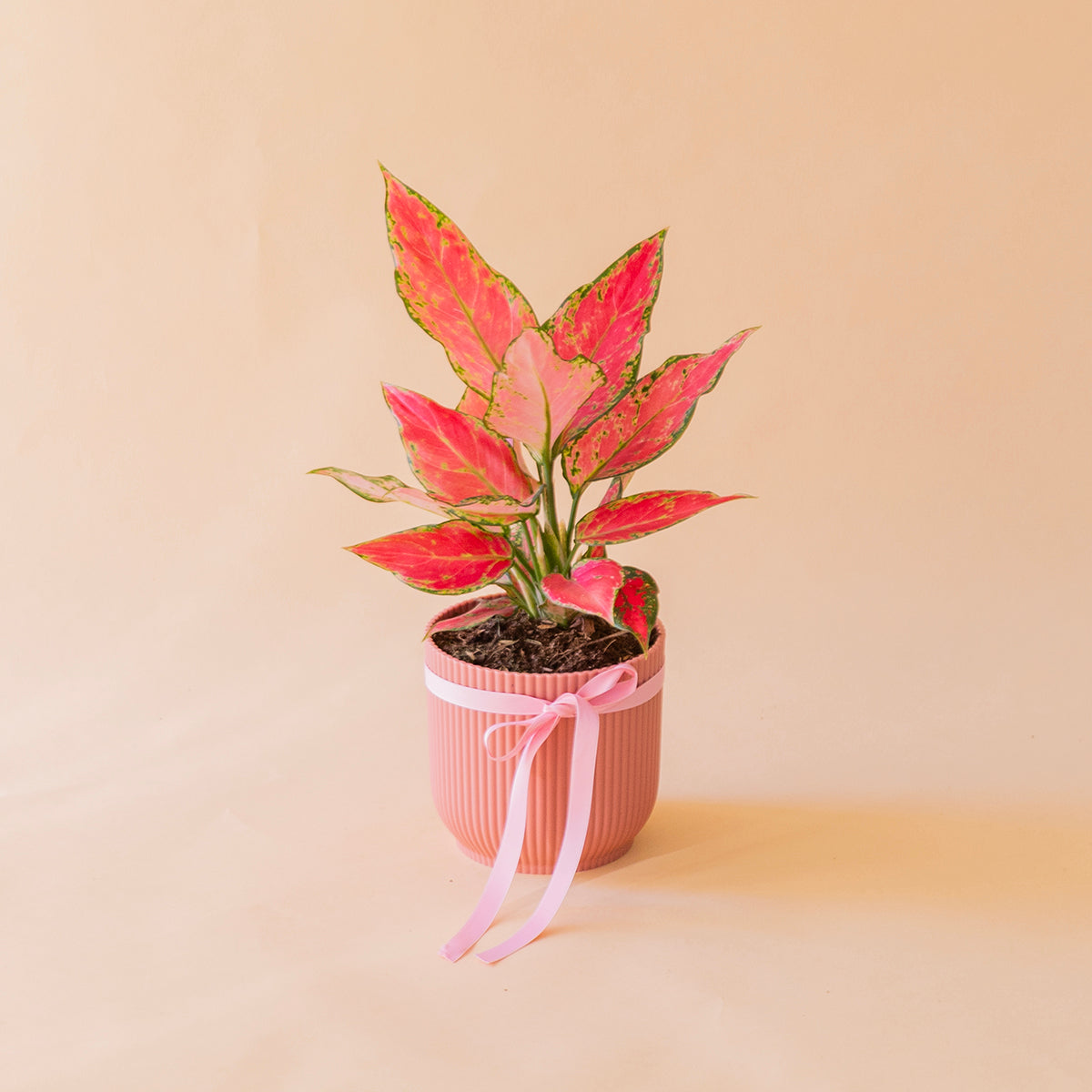 Aglaonema cherry en maceta rosa estriada con lazo rosa, planta de interior regalo a domicilio - Colvin