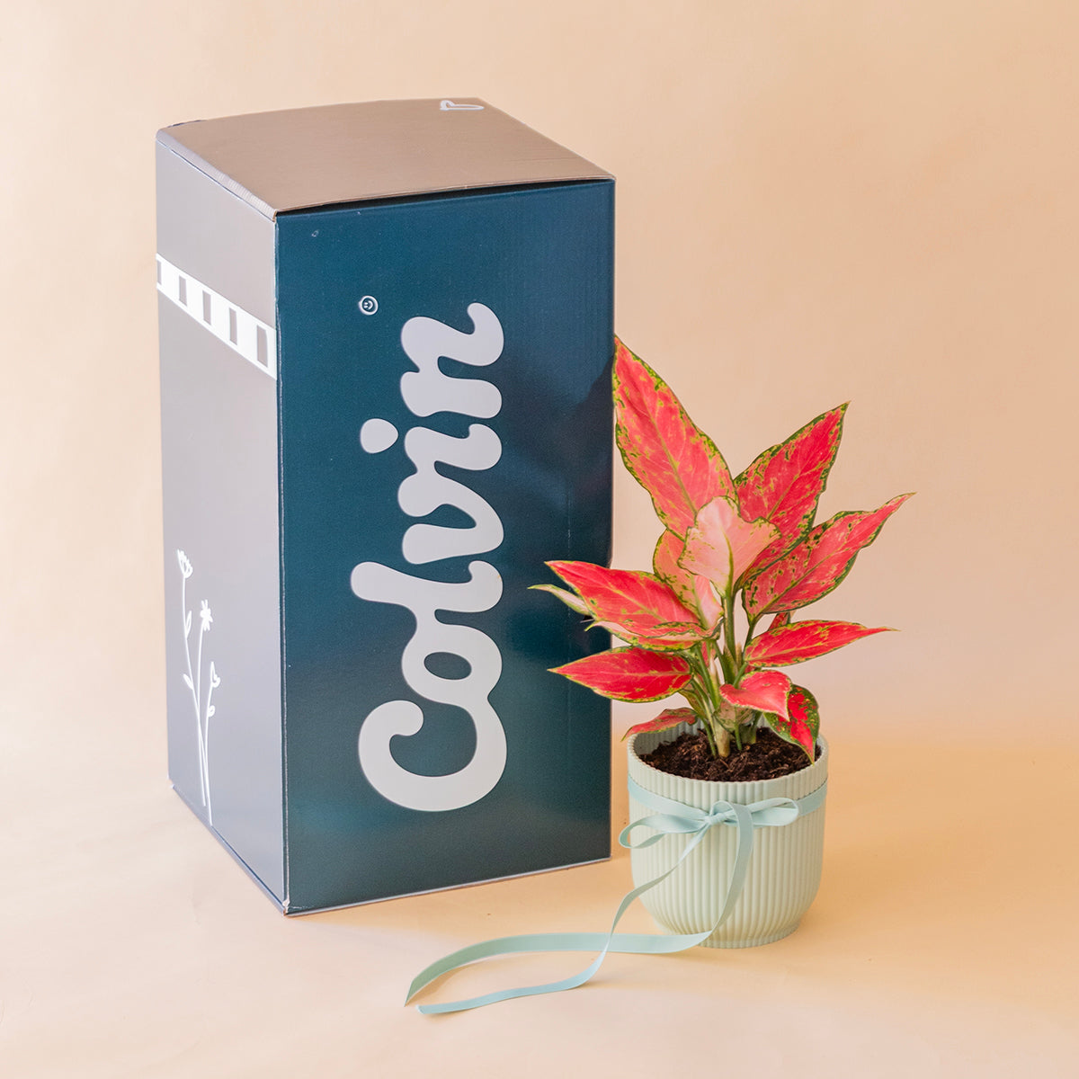 Aglaonema cherry en maceta verde menta con caja de envío Colvin, entrega a domicilio - Colvin