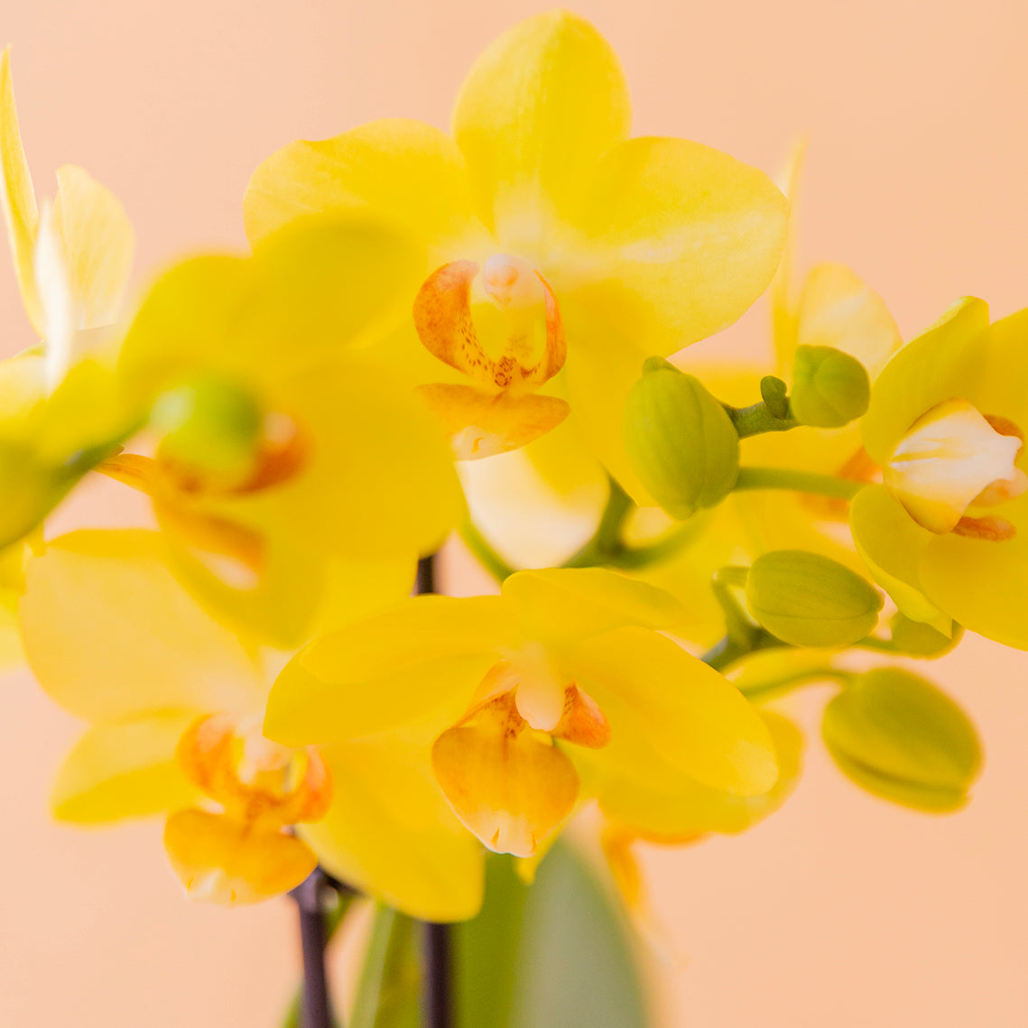 foto detalle flor orquídea amarilla sobre fondo crema