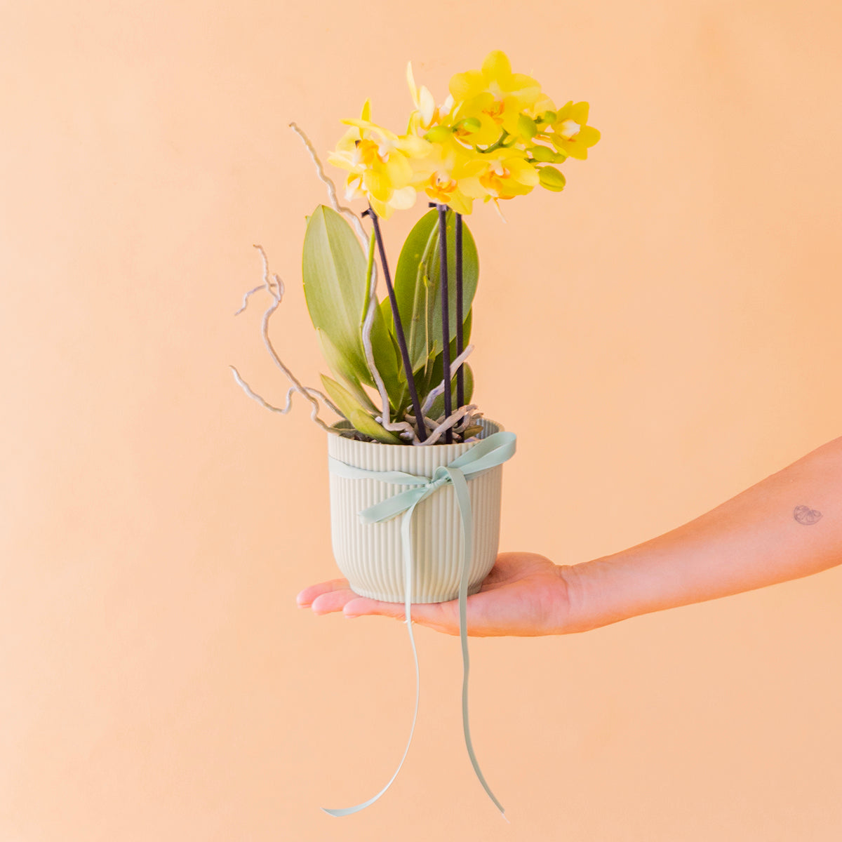 Orquídea amarilla con maceta elho verde liam y lazo verde sostenida por un mano sobre un fondo crema