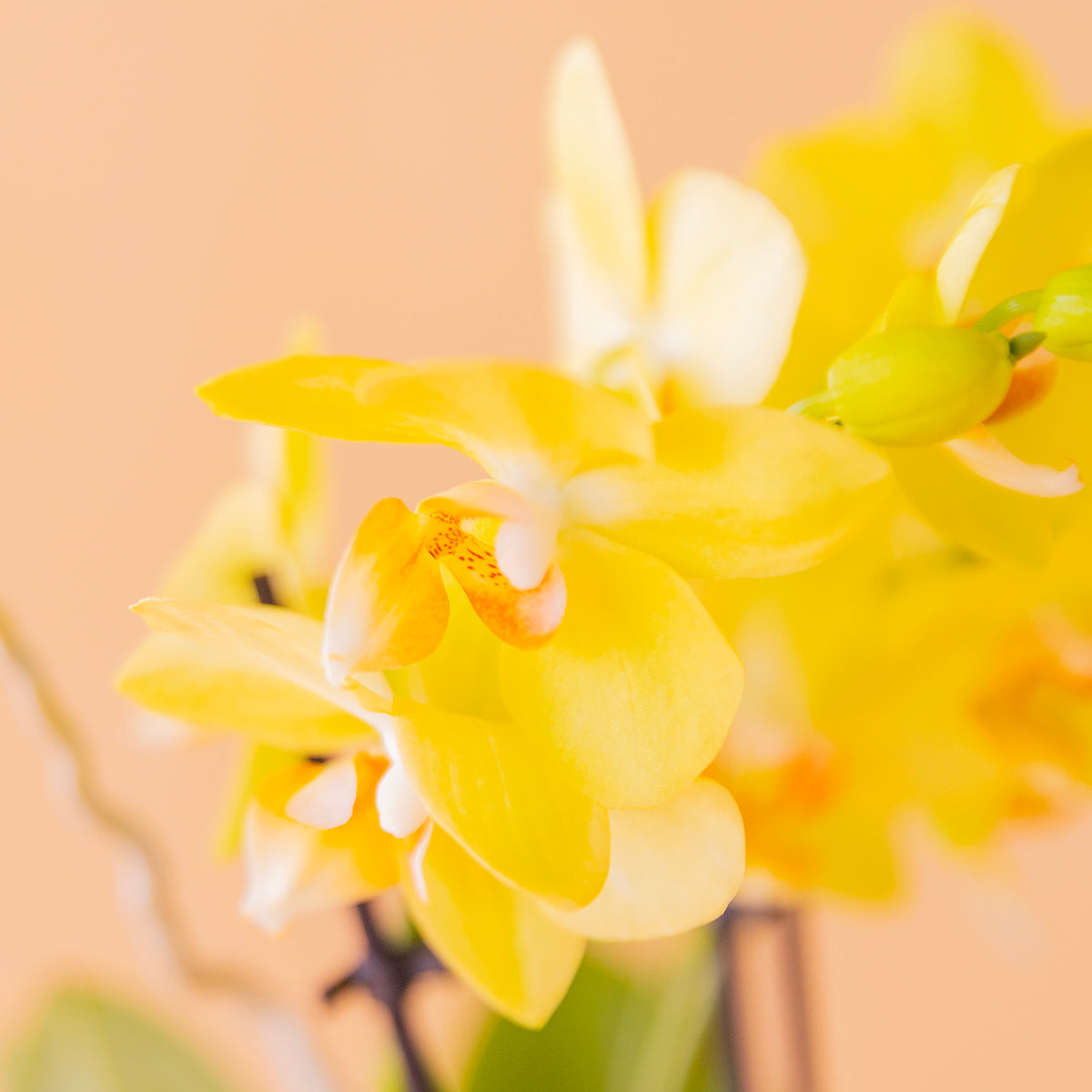 foto detalle flor orquídea amarilla sobre fondo crema
