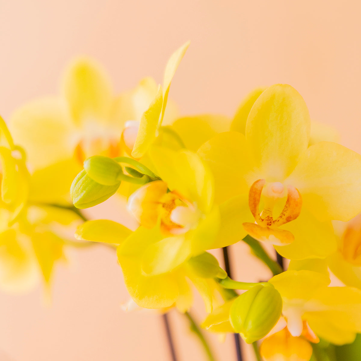 foto detalle flor orquídea amarilla sobre fondo crema