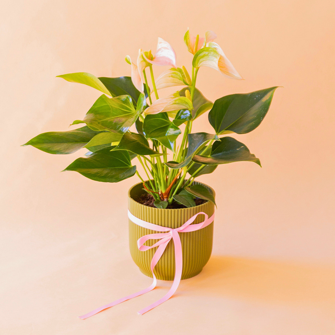 Planta anthurium de flores rosas con maceta elho verde oscuro y lazo rosa.
