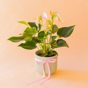 Planta anthurium de flores rosas con maceta elho menta oscuro y lazo rosa.