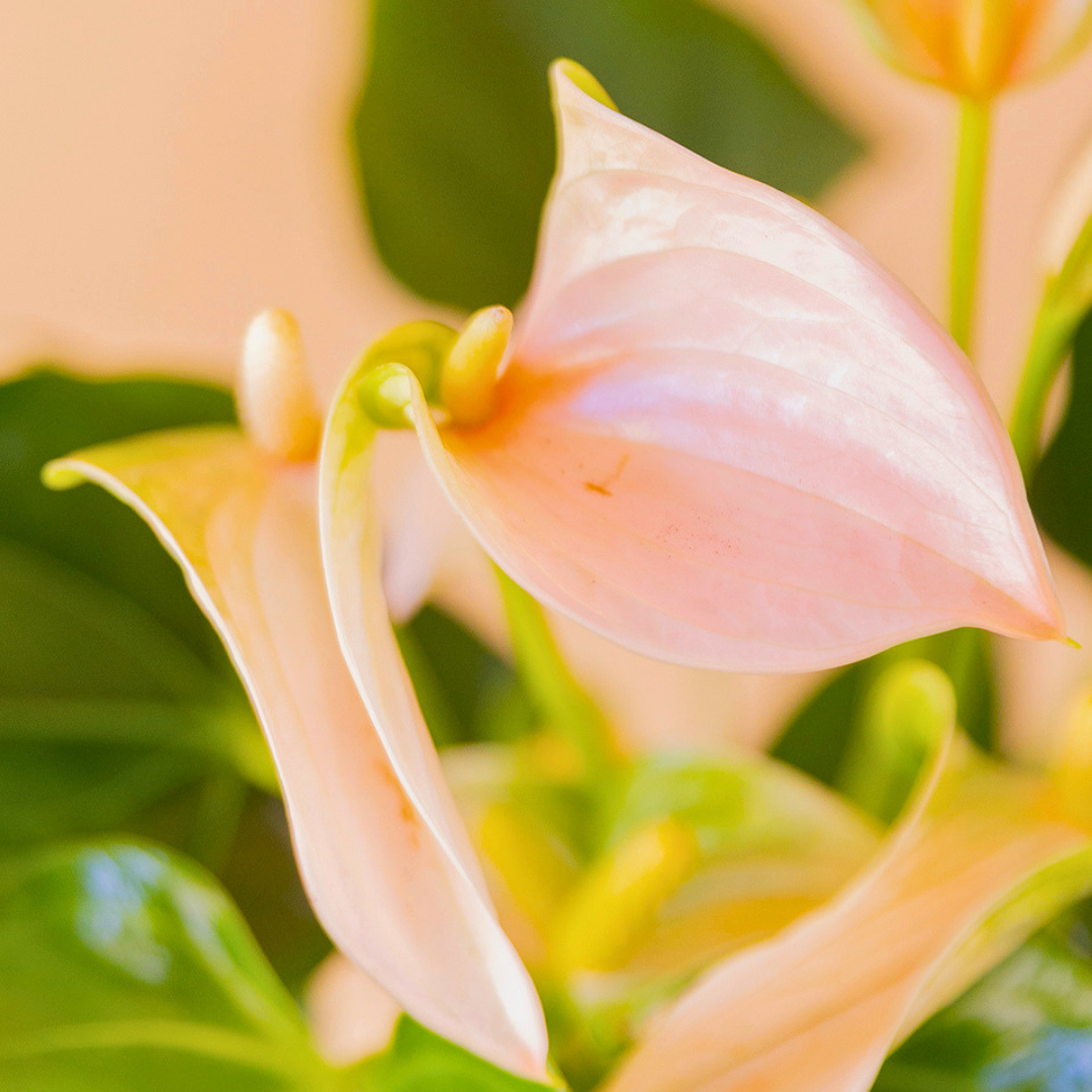 foto detalle flor anthurium