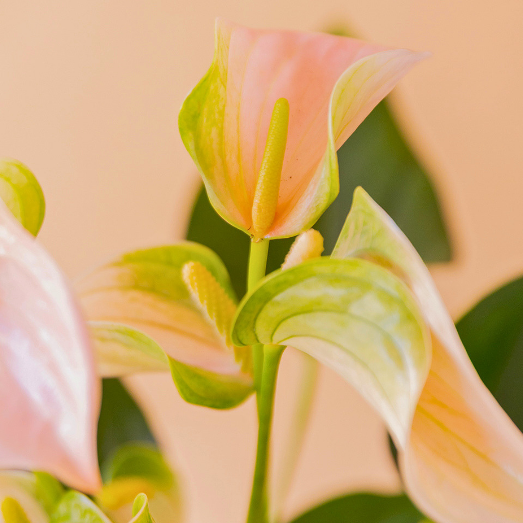 foto detalle flor anthurium
