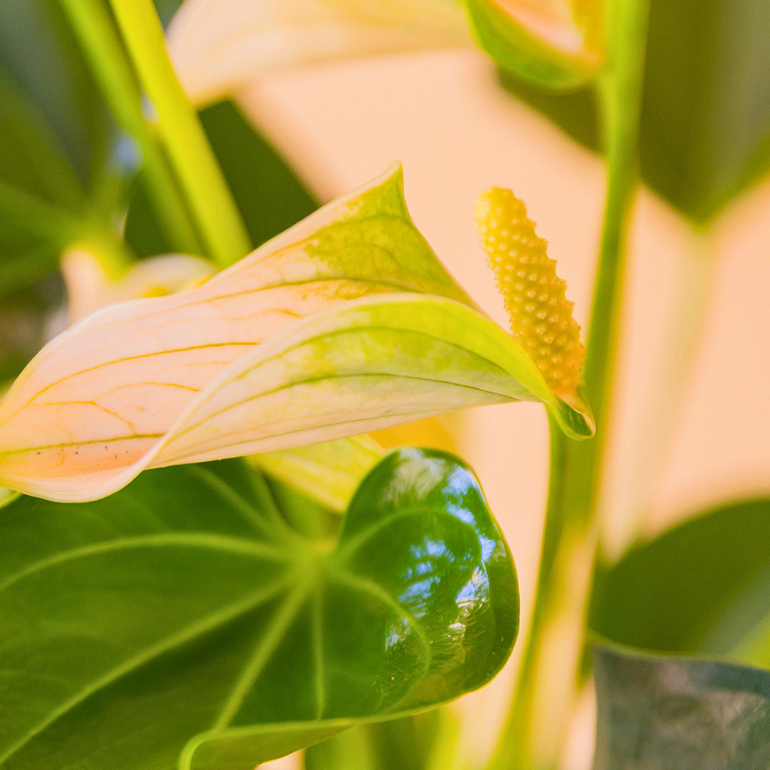 foto detalle flor anthurium