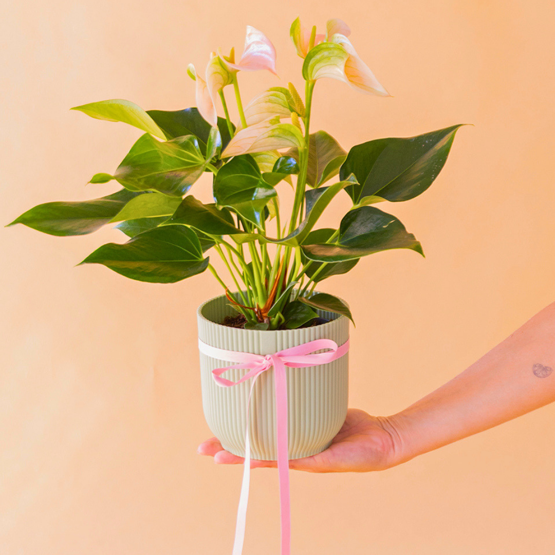 Planta anthurium de flores rosas con maceta elho mentay lazo rosa sobre una mano.