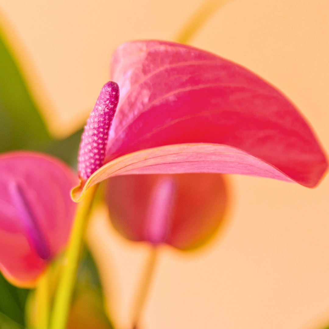 foto detalle flor anthurium morado 