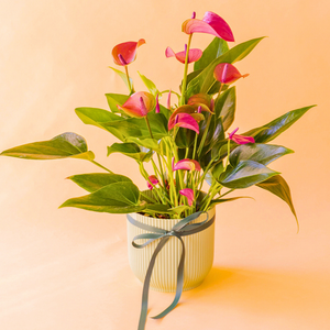 anthurium morado en maceta verde con lazo