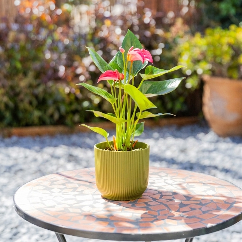 anthurium morado en maceta verde sobre mesa mosaico