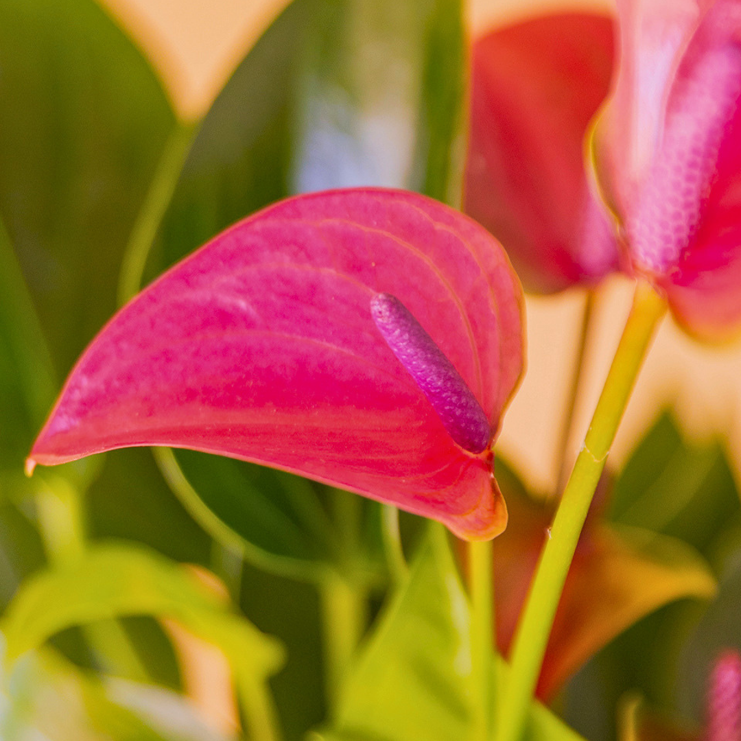 Detalle anthurium flor morado