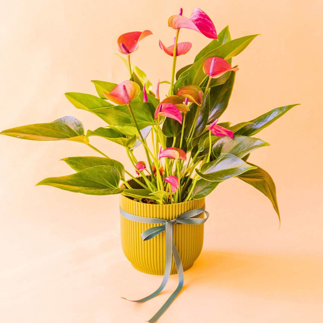 anthurium morado en maceta verde con lazo