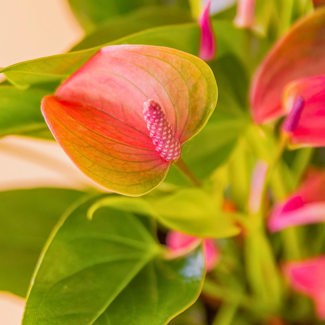 detalle flor anthurium morado