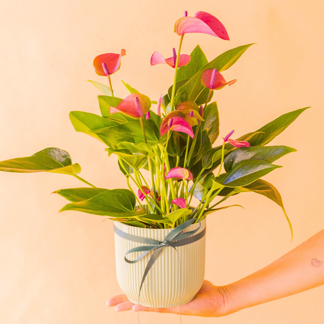 anthurium morado en maceta verde con lazo