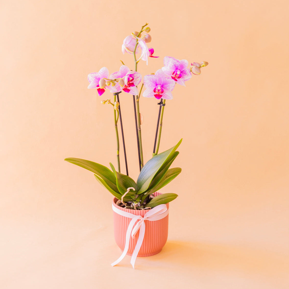 Foto orquídea bicolor con maceta elho rosa y cinta rosa