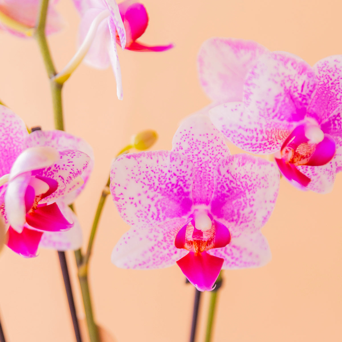 orquídea bicolor detalle