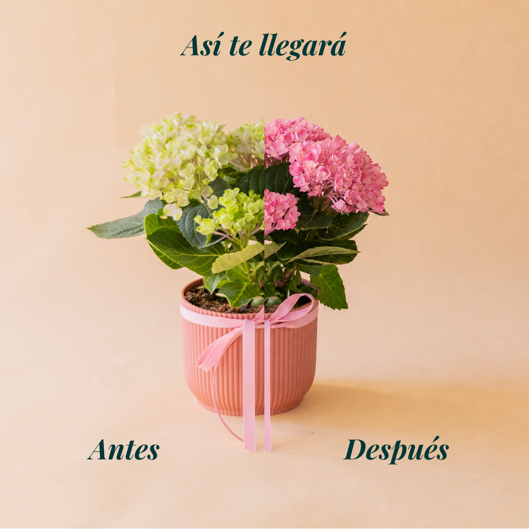 Mini hortensia rosa en maceta azul celeste estriada con lazo azul, planta regalo a domicilio - Colvin