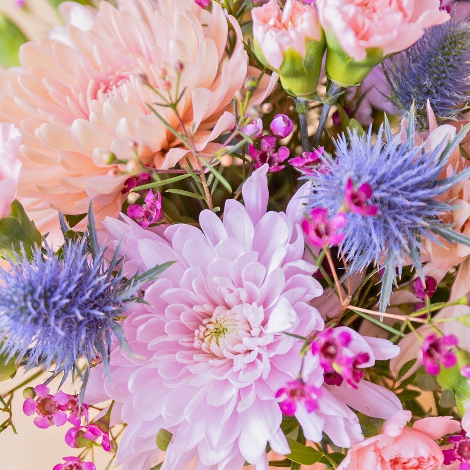 Arreglo floral Colvin con crisantemos malva, claveles rosas y cardos azules en primer plano