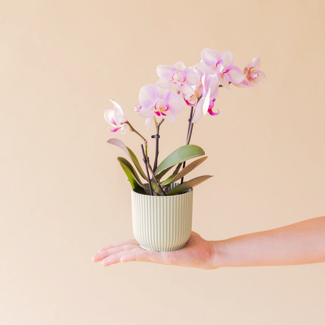 Orquídea mini rosada en maceta menta de plástico reciclado sostenida en mano - Colvin