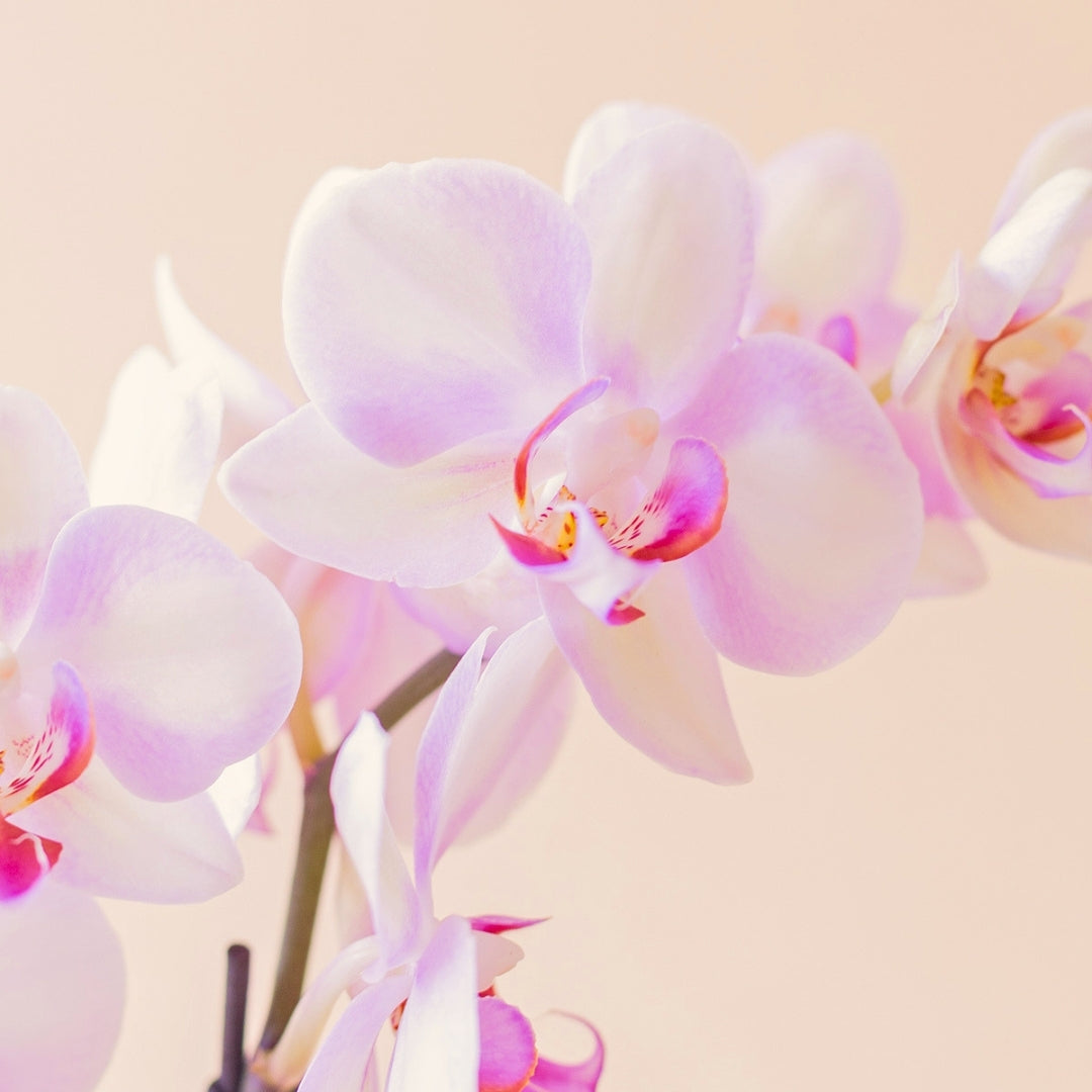 Detalle flores orquídea Phalaenopsis rosa y blanca - planta a domicilio Colvin