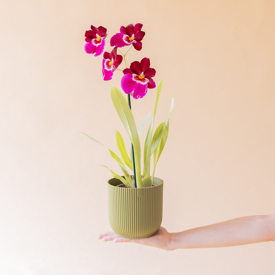 Orquídea Miltonia Colvin fucsia en maceta verde acanalada sostenida por una mano, fondo crema