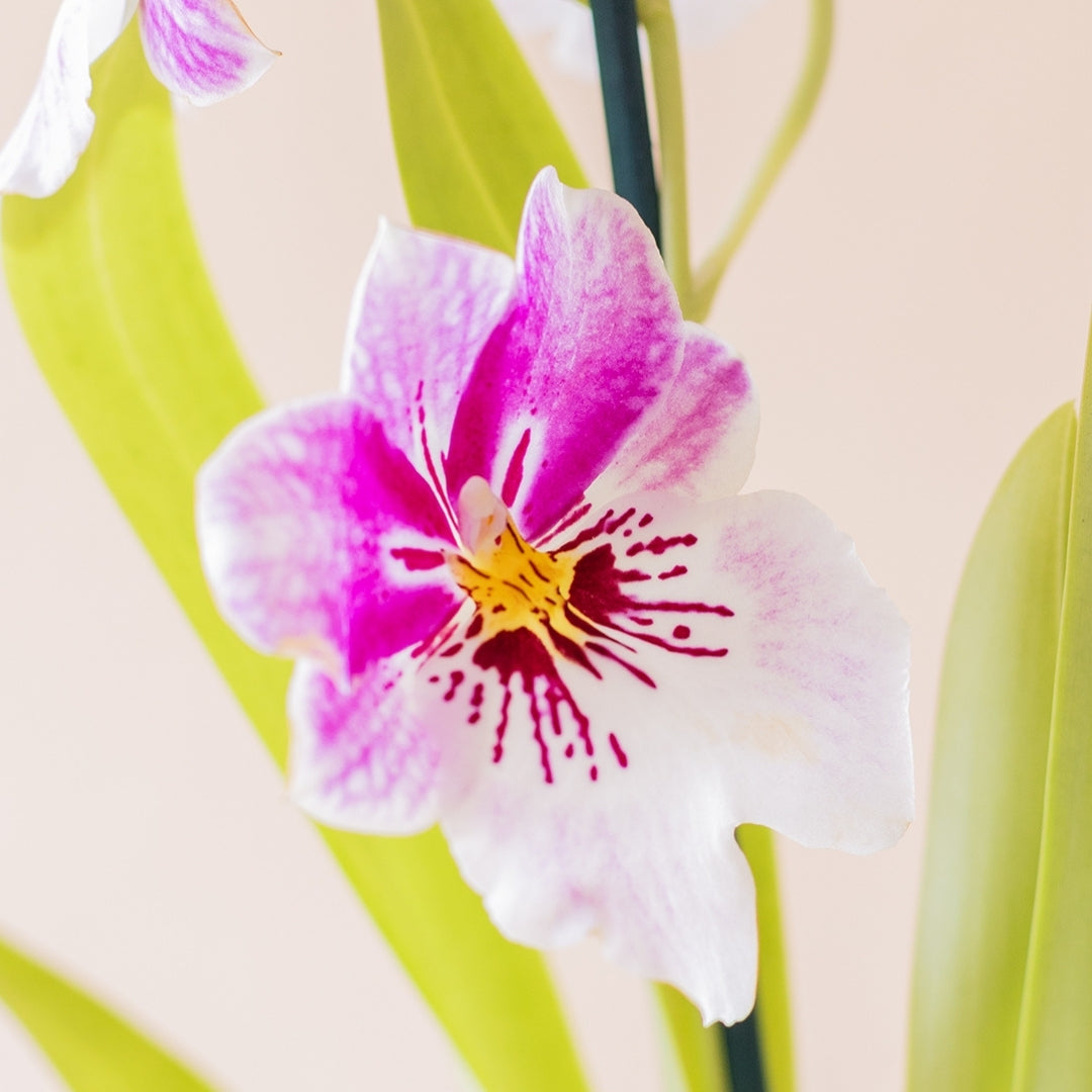 Primer plano de flor de Orquídea Miltonia Colvin blanca con degradado fucsia y centro amarillo