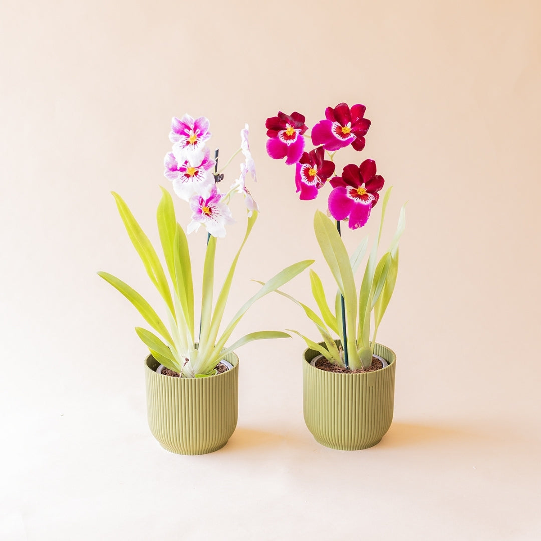 Dos Orquídeas Miltonia Exóticas Colvin en macetas verdes, variedad blanca y fucsia 