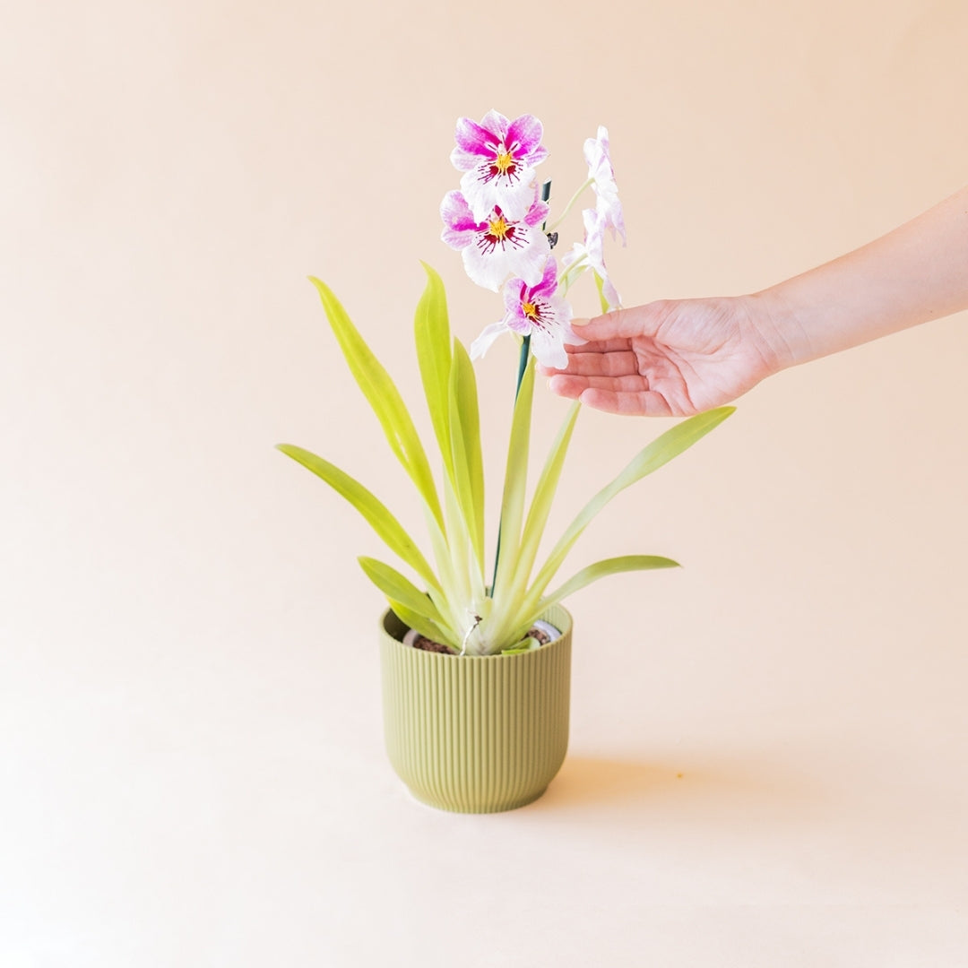 Orquídea Miltonia Colvin blanca con toques fucsia en maceta verde, mano señalando la flor, fondo crema