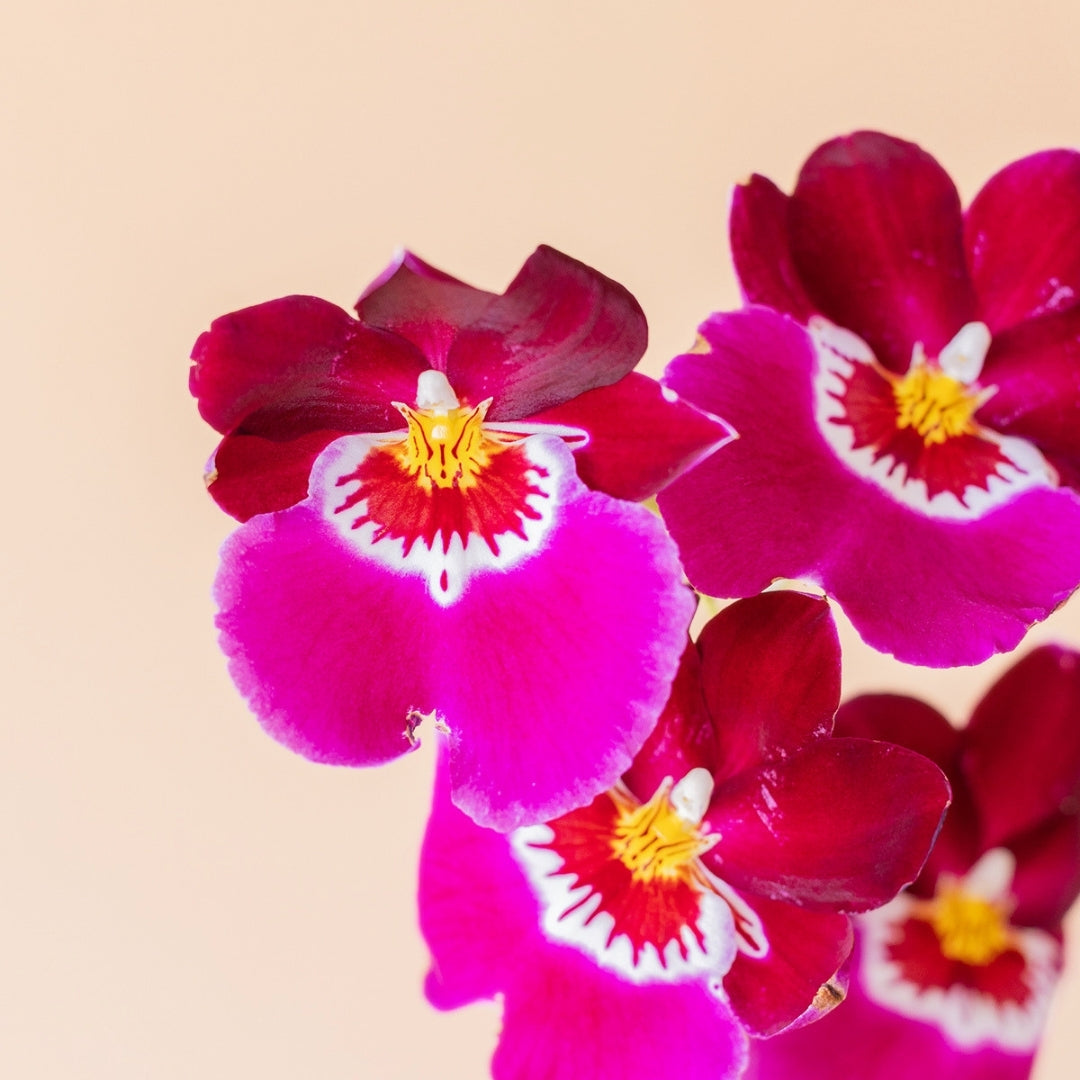 La Orquídea - Exótica Tropical Sorpresa