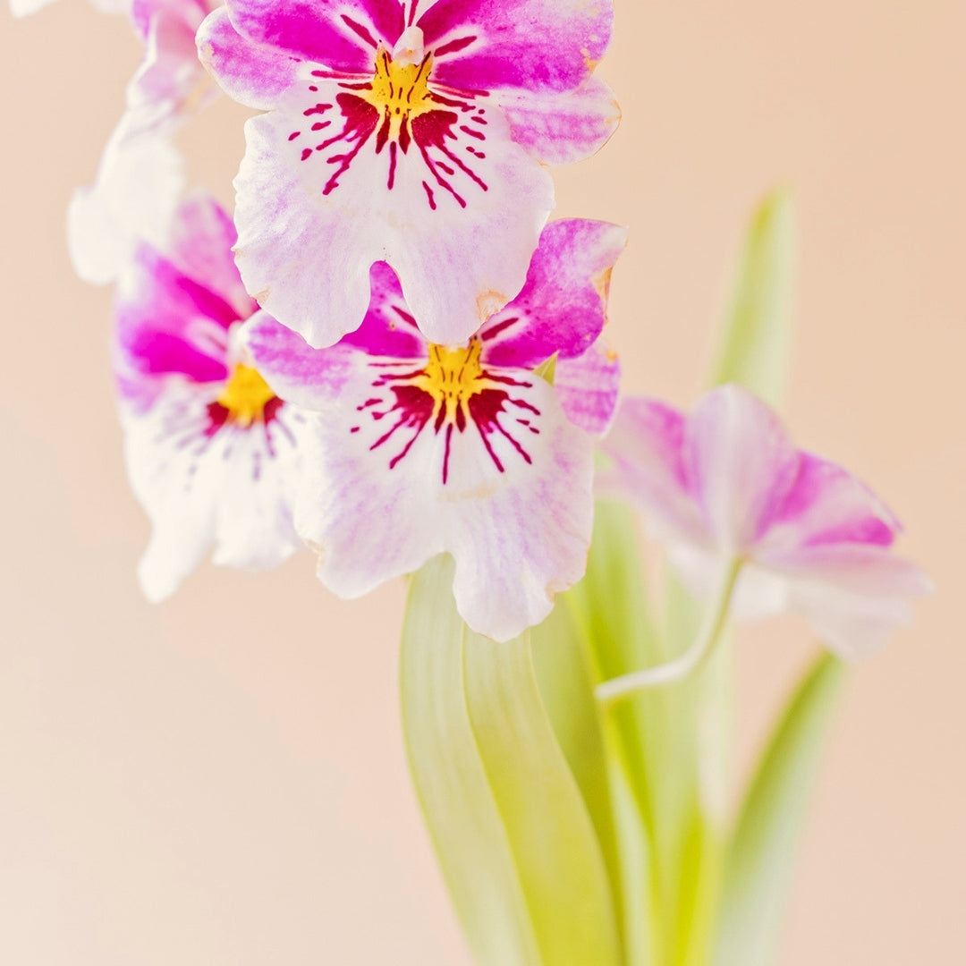 La Orquídea - Exótica Tropical Sorpresa